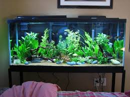 Pin By Alex Os On Things Fresh Water Fish Tank Tropical Fish Tanks Aquarium Fish