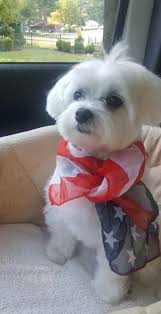Patriotic Maltese Maltese Teacup Puppies Maltese Maltese Dogs Maltese Puppy