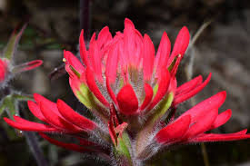 Image result for Carex johnstonii