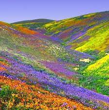 Almost every family in the valley has at least one or two members engaged in either making or selling craft. Wild Flowers Inspiration Clothed In Glory Valley Of Flowers National Park Is An Indian National Park L Flowers Tn Leading Flowers Magazine Daily Beautiful Flowers For All Occasions