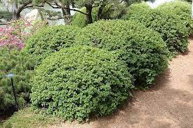 We did not find results for: Green Mound Alpine Currant Ribes Alpinum Green Mound At Chalet Nursery Low Water Gardening Shade Garden Landscape Shrubs