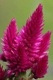 Pin On Flowers Plants