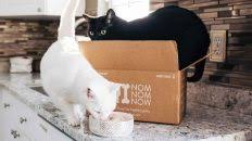 Why is my cat scratching the litter box? Go Cat Kitten Food Coupons Review Recalls 2021