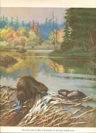 Vintage Beaver Illustration Natural History By Amykristineprints 12 00 Etsy Animal Book Beaver Animals Wild