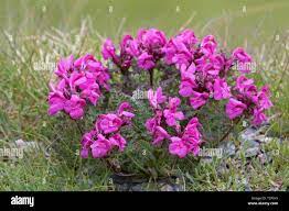 Long Nosed Lousewort Pedicularis Rostratocapitata Pedicularis Rostrato Capitata In Flower In Summer In The Eastern Alps Stock Photo Alamy