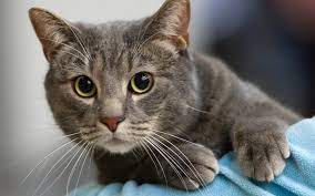 Determine your cat's body score. Vets Asked To Put Down Healthy Pets Rnz News