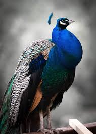 We did not find results for: Symbolism Prerna Advisory