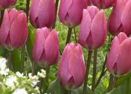Buy spring flowering seeds & bulbs and get the best deals at the lowest prices on ebay! 59bb7jkx2jvgkm