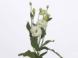 Image result for eustoma Balboa