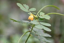Image result for Pupalia micrantha