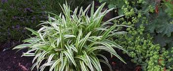 A fantastic, low maintenance lawn alternative, 'nomo' lily turf, liriope, gives you the luxury of a fine lawn without all the mowing, fertilizing, and watering. Liriope Variegated Lily Turf Lilyturf Monkey Grass Liriope Muscari Variegata