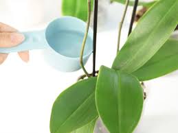 10 » jump to the end. What Kind Of Water Is Best For Orchids Plant Index