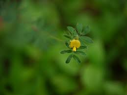 Image result for Smithia