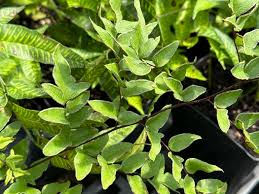 Image result for Cheilanthes viridis