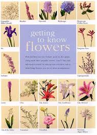 We did not find results for: Flower Meanings Colors And Symbolic Meaning Flower Meanings Flower Delivery