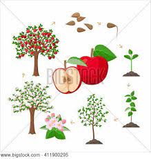 Tree life cycle apple life cycle kindergarten science literacy activities apple theme. Apple Tree Life Cycle Vector Photo Free Trial Bigstock