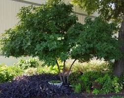 Check spelling or type a new query. Mexican Buckeye Central Texas Gardener Healing Garden Buckeye Tree Landscaping Plants