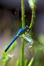 Black Green And Blue Dragonfly Dragonfly By Matt Pasant Dragonfly Dragonfly Art Damselfly