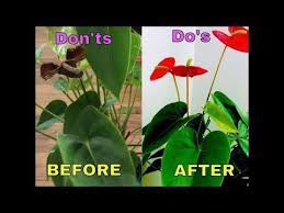 Saving Anthurium Plant Do S Don Ts Care For Anthurium Indoor Flowering Plant Spice Kitchen Y Anthurium Plant Indoor Flowering Plants Planting Flowers
