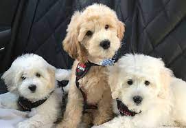 We are committed to the research, development and improvement of the english goldendoodle dog breed. Goldendoodle Puppies By Moss Creek Goldendoodles In Florida English Goldendoodle Puppies