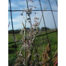 Image result for Tricholaena