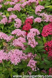 When cutting from the garden, do so in the. Colorful Summer Annuals For The Full Sun Joy Us Garden