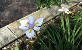 Image result for Pleopeltis  × simiana