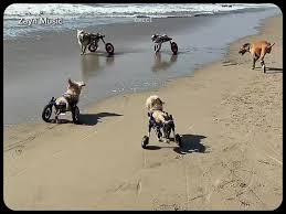 Chú Chó Dễ Thương: Video Yêu Thương và Cảm Động | TikTok