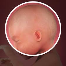 In human prenatal development, fetal development begins from the ninth week after fertilisation (or eleventh week gestational age). 25 Weeks Pregnant Fetal Development Babycentre Uk