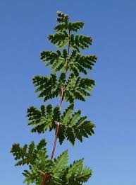 Image result for Cheilanthes schimperi