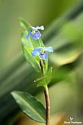 Image result for Commelina triangulispatha
