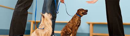Have the person pet the dog and feed treats as long as the dog stays in a sit. How To Train A Dog Not To Jump On People Petco