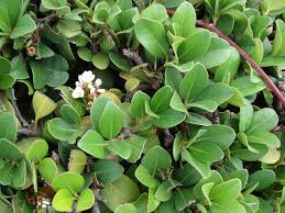 Image result for Hypertelis umbellata