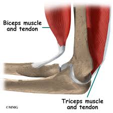 Read formulas, definitions, laws from muscle movements here. Elbow Anatomy Orthogate