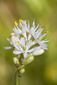 Image result for Triainolepis