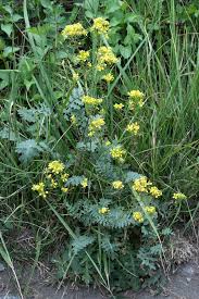 Image result for Erucastrum arabicum