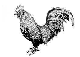 Check spelling or type a new query. Rooster Nature Tattoos Rooster Tattoo Tattoos For Guys