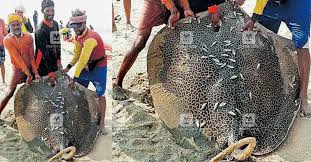 We are an award winning, certified woman owned business specializing in transformation services centered on optimizing mission performance. Rare Eagle Ray Caught Sold For Rs 10 000
