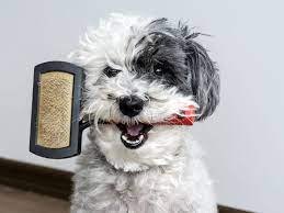 It offers two different brushes depending on your dog's coat: Best Dog Brushes We Tested In 2021
