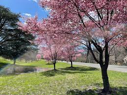 Your central park trees stock images are ready. Cherry Blossom Trees Have Started Blooming Around Nyc Gothamist