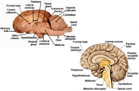 Spending time with your horse is the best way to make. Comparative Anatomy Of The Horse Chiltern Vet Physio Facebook