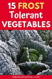 African violets should be grown indoors or in a protected environment. 15 Frost Tolerant Vegetable Plants Urban Garden Gal