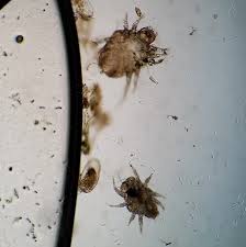 Image result for what do Cheyletiella look like in dog fur