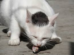 Cat Eating Fish 1 Cats Animal Planet Cute Animals
