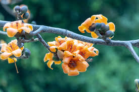 Image result for Bombax ceiba