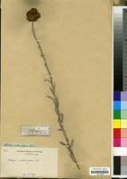 Image result for Helichrysum umbraculigerum