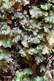 Image result for Didymoglossum erosum