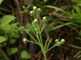 Image result for Eschenbachia gouanii