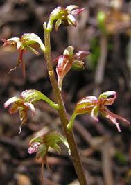 Image result for Nesaea cordata