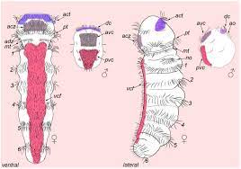 Biology | Free Full-Text | Dimorphilus gyrociliatus (Annelida:  Dinophiliformia) Dwarf Male Nervous System Represents a Common Pattern for  Lophotrochozoa